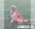 Small Photo #1 Golden Retriever Puppy For Sale in MISSOURI CITY, TX, USA