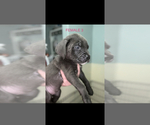Small Photo #5 Cane Corso Puppy For Sale in DALE, TX, USA