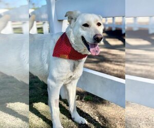 Twinkle - Female Labrador Retriever-Unknown Mix Dog for Adoption - Photo #8