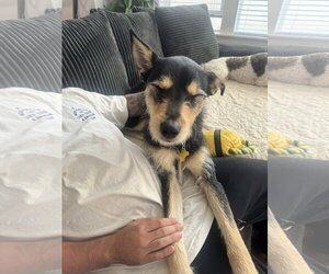 Kev - Male Mutt Dog for Adoption - Photo #5