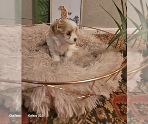 Havanese Puppy for sale in MULVANE, KS, USA
