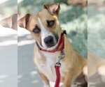 Small #3 Beagle Mix