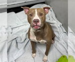 CARP - Male American Pit Bull Terrier Dog for Adoption - Small photo