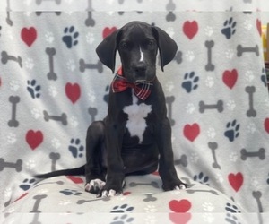Great Dane Puppy for sale in LAKELAND, FL, USA