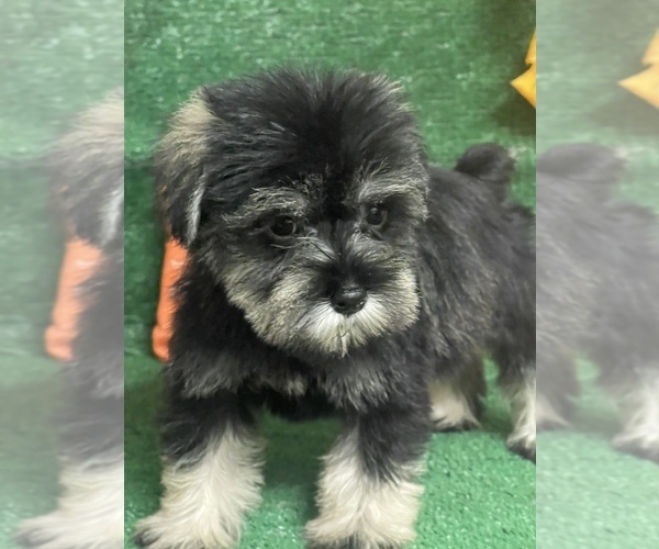 Medium Photo #3 Schnauzer (Miniature) Puppy For Sale in FORT PIERCE, FL, USA