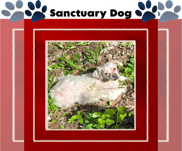 Medium Photo #2 Shih Tzu-Unknown Mix Puppy For Sale in Cuba, NY, USA