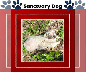 Teddy Lane - Male Shih Tzu-Unknown Mix Dog for Adoption - Photo #2