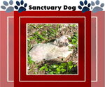 Small Photo #2 Shih Tzu-Unknown Mix Puppy For Sale in Cuba, NY, USA