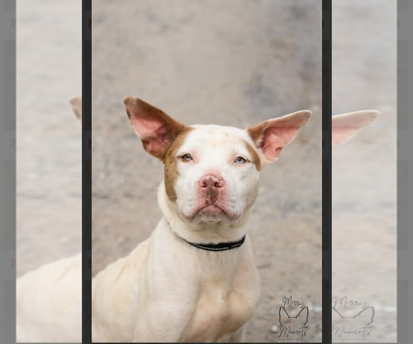 Medium Photo #1 Mutt Puppy For Sale in Rustburg, VA, USA