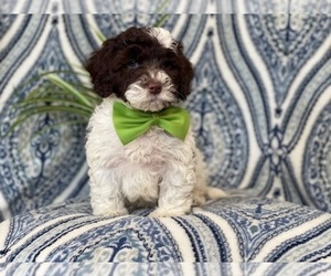 Cockapoo-Poodle (Miniature) Mix Puppy for sale in LAKELAND, FL, USA
