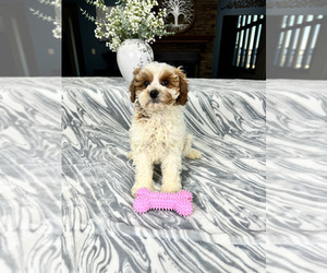 Cavapoo Puppy for Sale in GREENFIELD, Indiana USA