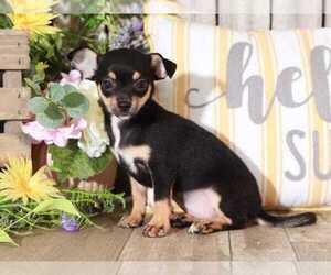 Chihuahua Puppy for sale in MOUNT VERNON, OH, USA