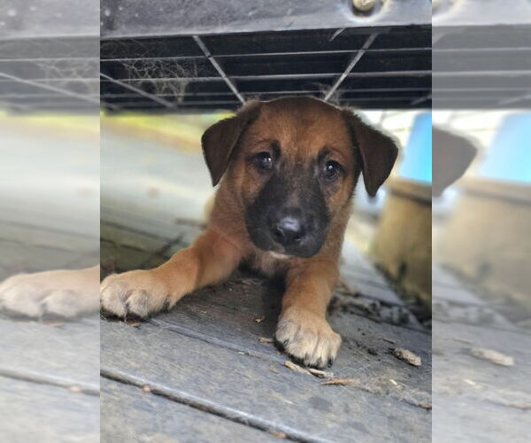 Medium Photo #3 German Shepherd Dog-Unknown Mix Puppy For Sale in Raleigh, NC, USA