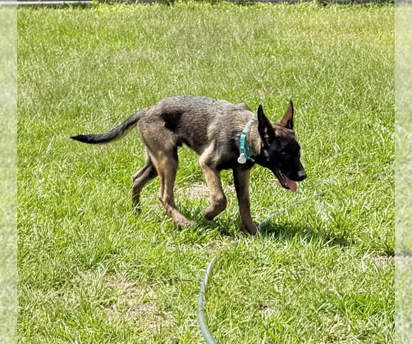 Medium Photo #2 Mutt Puppy For Sale in Imlay City, MI, USA