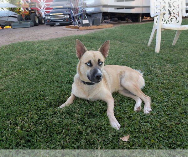 Medium Photo #1 Huskies -Unknown Mix Puppy For Sale in Chandler, AZ, USA
