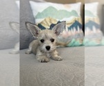 Small Photo #1 Schnauzer (Miniature) Puppy For Sale in PENSACOLA, FL, USA