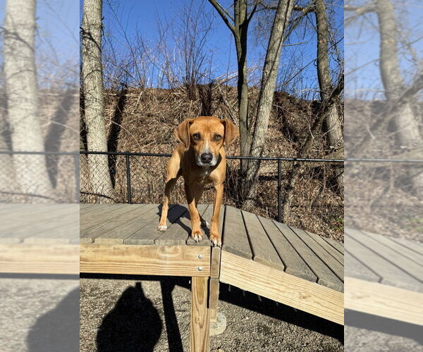 Medium Photo #4 Mutt Puppy For Sale in Elmsford, NY, USA