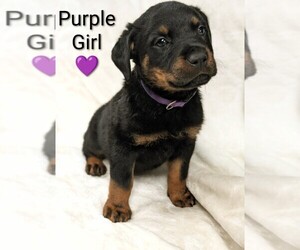 Rottweiler Puppy for sale in BENSON, NC, USA