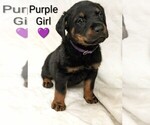Image preview for Ad Listing. Nickname: Litter of 7
