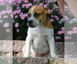 Puppy 3 Beagle-English Bulldog Mix