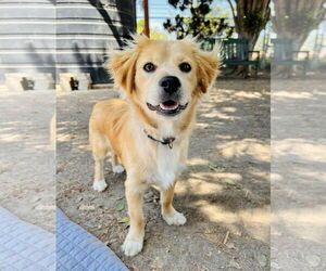 Cheenese Dogs for adoption in Seal Beach, CA, USA