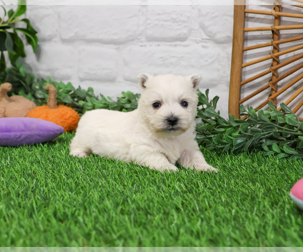 Medium Photo #3 West Highland White Terrier Puppy For Sale in SYRACUSE, IN, USA