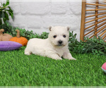 Small #2 West Highland White Terrier