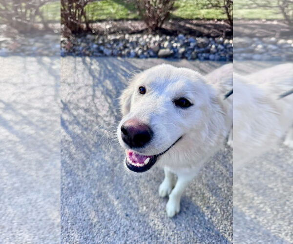 Medium Photo #4 Siberian Husky-Unknown Mix Puppy For Sale in Germantown, OH, USA