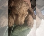 Small #2 Cock-A-Poo-Maltipoo Mix