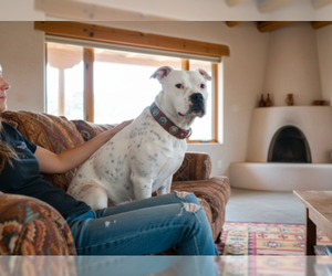 SNOWBALL (deaf) - Female American Staffordshire Terrier-Unknown Mix Dog for Adoption - Photo #3