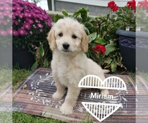 Goldendoodle (Miniature) Puppy for sale in ARTHUR, IL, USA