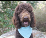 Small Photo #1 Goldendoodle (Miniature) Puppy For Sale in ROCKY MOUNT, NC, USA