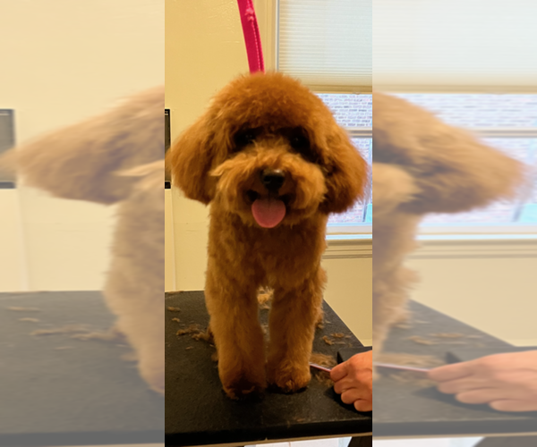 Medium Photo #1 Poodle (Toy) Puppy For Sale in JERICHO, NY, USA
