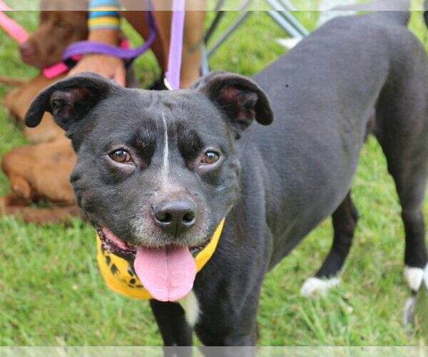 Medium Photo #1 Mutt Puppy For Sale in Low Moor, VA, USA