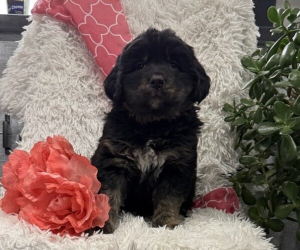 Medium Photo #1 Bernese Mountain Dog Puppy For Sale in THORP, WI, USA