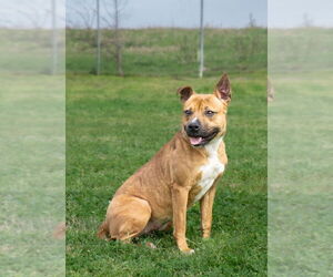Fannie - Female Mutt Dog for Adoption - Photo #2