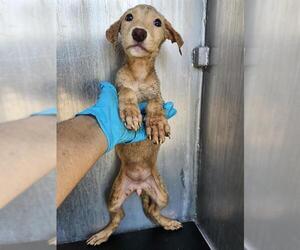 Labrador Retriever-Unknown Mix Dogs for adoption in San Antonio, TX, USA