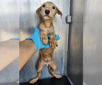 Small Labrador Retriever Mix