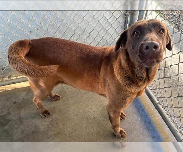 Medium Photo #1 Labrador Retriever Puppy For Sale in San Martin, CA, USA