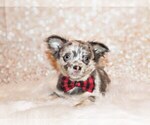Puppy Elgin Chihuahua