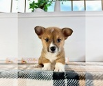 Small #2 Pembroke Welsh Corgi