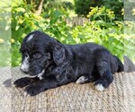 Small #8 F2 Aussiedoodle