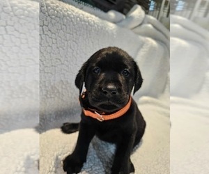 Medium Labrador Retriever