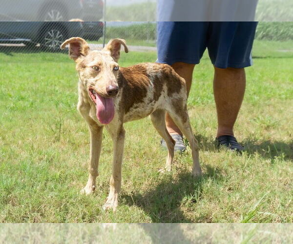 Medium Photo #3 Mutt Puppy For Sale in Abbeville, LA, USA