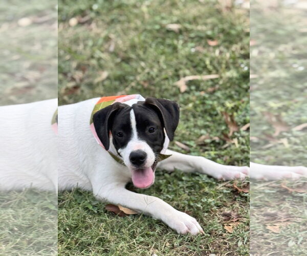 Medium Photo #4 Beagle-Unknown Mix Puppy For Sale in Southbury, CT, USA