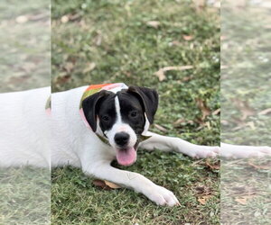 Bucky new pics/video - Male Beagle-Unknown Mix Dog for Adoption - Photo #4