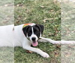 Small Photo #4 Beagle-Unknown Mix Puppy For Sale in Southbury, CT, USA