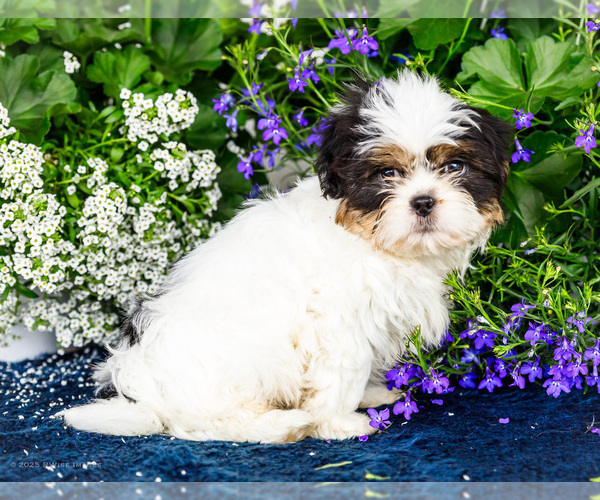 Medium Photo #8 Shih Tzu Puppy For Sale in WAKARUSA, IN, USA