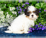 Small #7 Shih Tzu