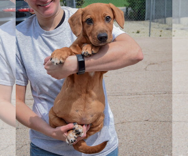 Medium Photo #4 Bassetdor Puppy For Sale in Huntley, IL, USA